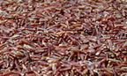 Riz de Camargue IGP " Rouge"-500 g